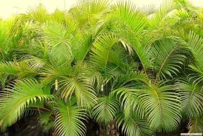 areca palm plant in hindi