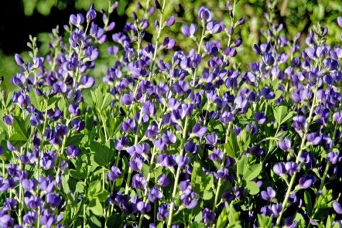 Indigo Plant image