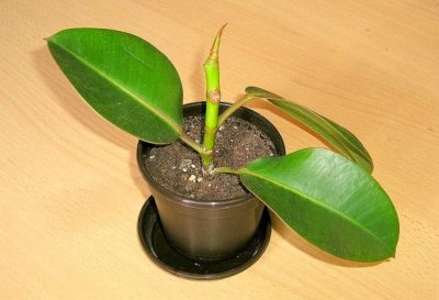 Rubber Plant purify Air in hindi