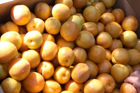 Apricot farming