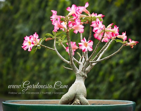 Adenium or Desert rose plant india