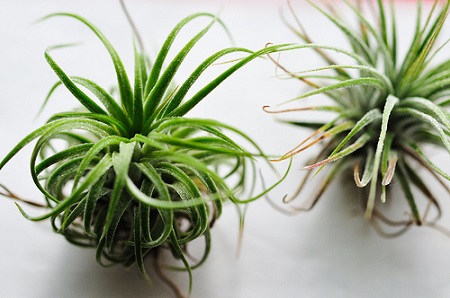 Grow Tillandsia plant india