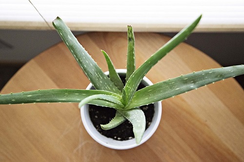 aloe vera me pani ki jarurat