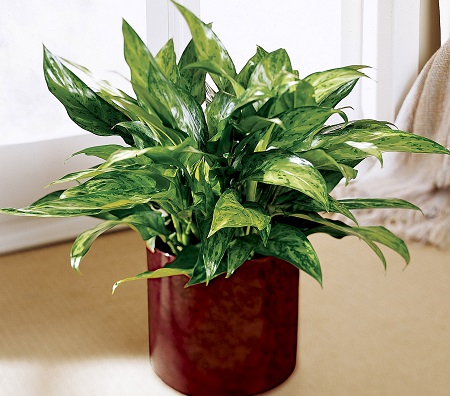 Chinese Evergreen plant