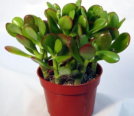 jade plant india