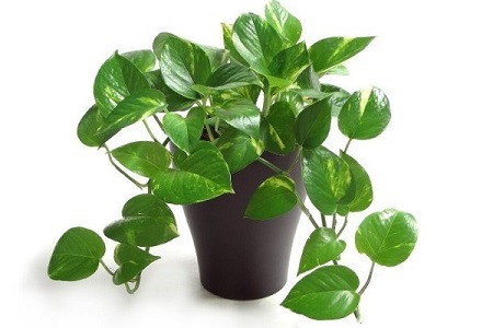 Money Plant or Devil's ivy India