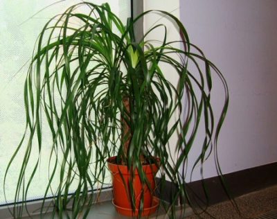 Ponytail palm plant in hindi