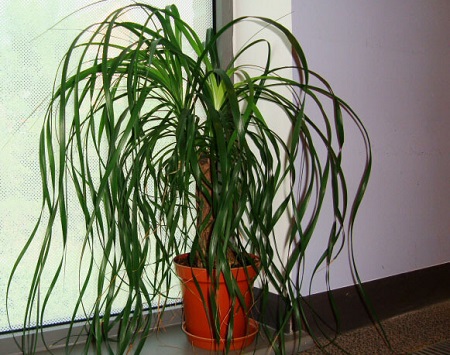 Ponytail palm plant in india