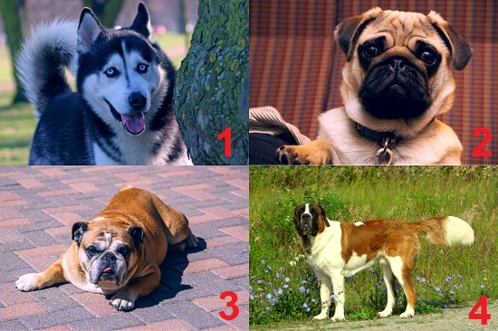 Foreign dog breeds