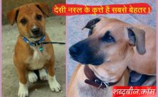 Desi Kutte Indian Pariah Dogs in hindi