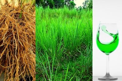 Vetiver Grass in hindi