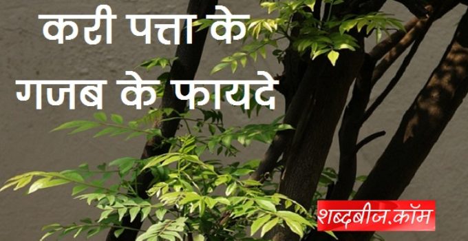 कड़ी पत्ता के 12 फायदे से असरदार इलाज | Kadi Patta, Curry leaves in hindi