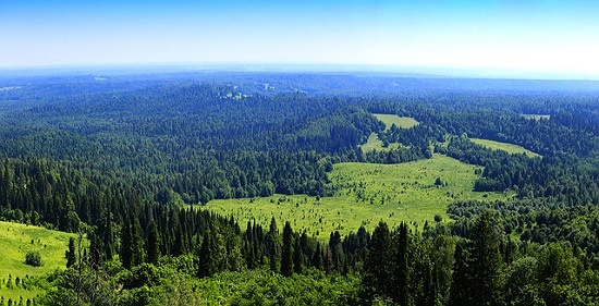 Siberian forest is one fifth of world
