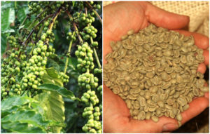 Green Coffee benefits in hindi