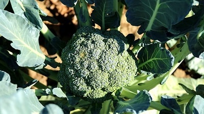 Broccoli ke fayde Broccoli kya hai 
