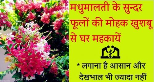 MadhuMalti ki bel मधुमालती