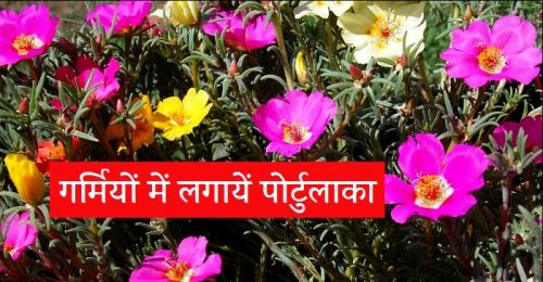Portulaca in hindi