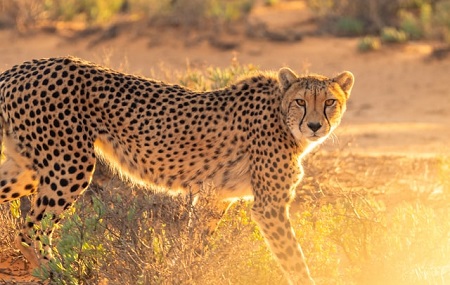 about cheetah in hindi