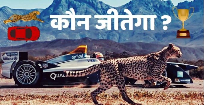 about cheetah in hindi
