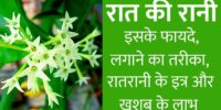 ratrani flower information in hindi