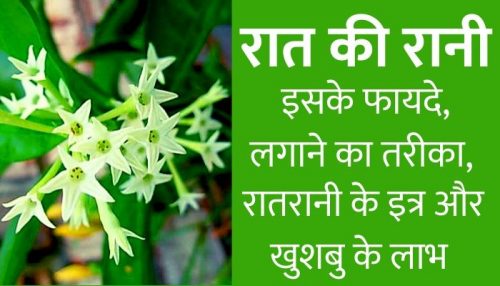 ratrani flower information in hindi