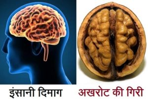 अखरोट खाने के 27 फायदे, कितने खाएं | Akhrot ke fayde, Walnut