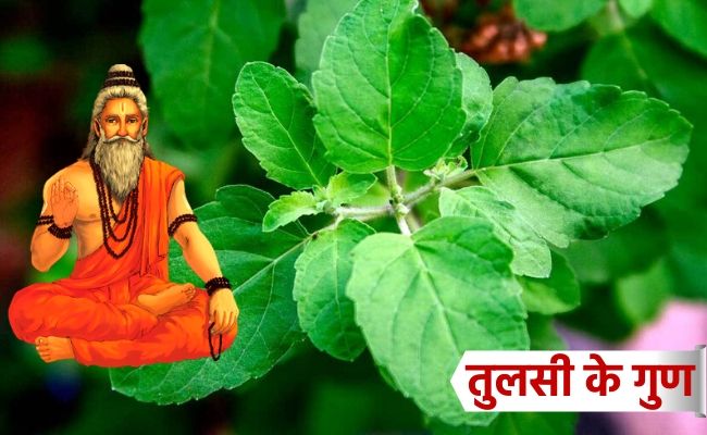 benefits of Basil leaves in hindi