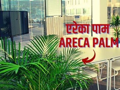 Areca palm in hindi