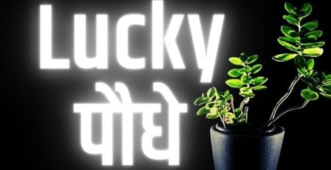 Lucky plants for home in hindi