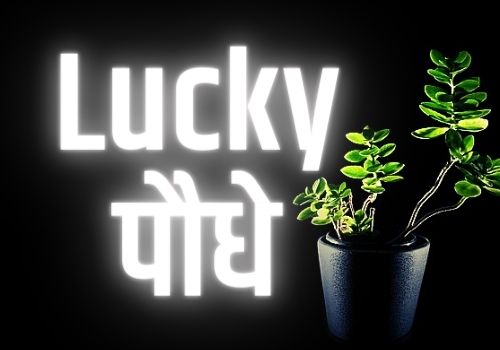 Lucky plants for home in hindi