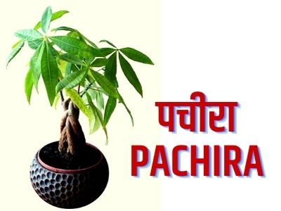 Pachira plant in hindi