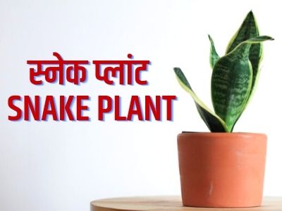 Snake Plant in hindi