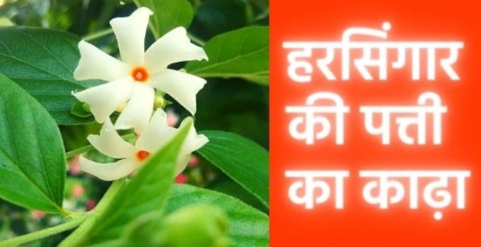 Harsingar ke patte ke fayde in hindi