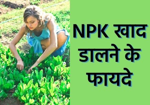 NPK khad in hindi