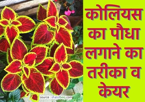 Coleus plant in hindi
