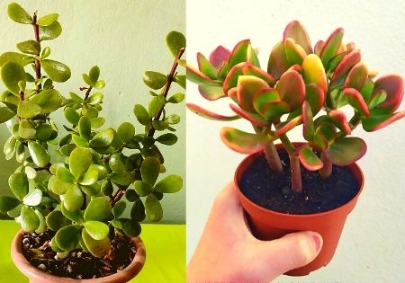 Jade plant benefits in hindi