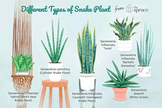 Types of Snake Plant in hindi