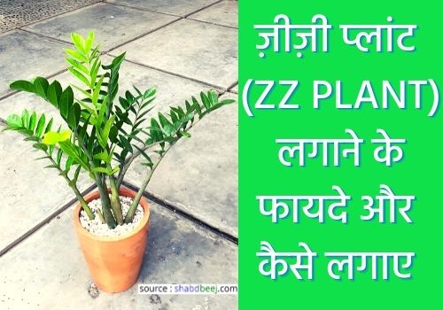 about ZZ plant in hindi