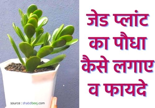 Jade plant in hindi
