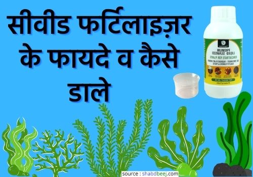 seaweed fertilizer in hindi