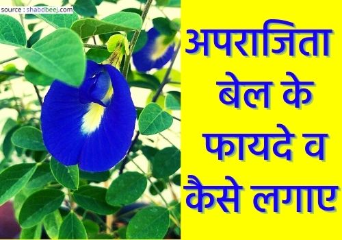 Aparajita plant in hindi