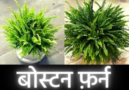 Boston fern benefits in hindi