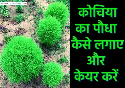 about Kochia Plant in hindi