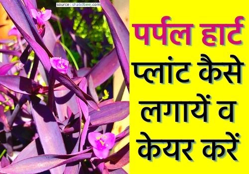 Purple Heart Plant in hindi