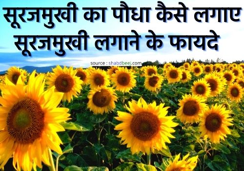 Sunflower plant in hindi-min